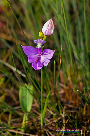 Grass Pink Orchid