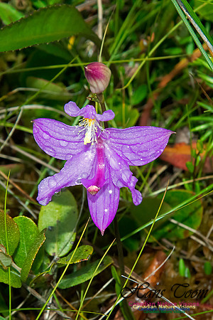 Grass Pink Orchid