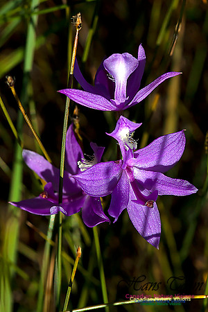 Grass Pink Orchid