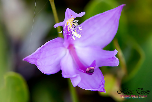 Grass Pink Orchid