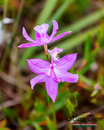 Grass Pink Orchid 114