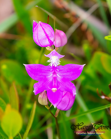 Grass Pink Orchid 116