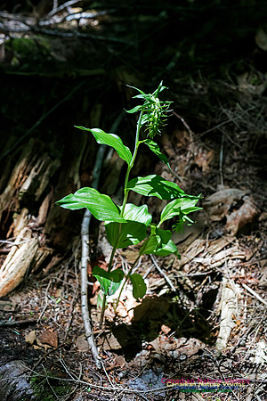 Helleborine Orchid