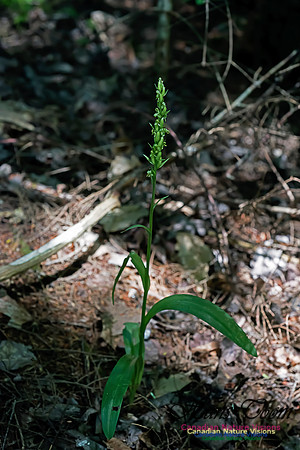Helleborine Orchid