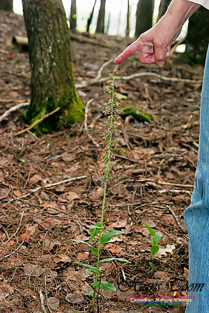 Helleborine Orchid