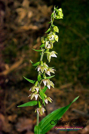 Helleborine Orchid