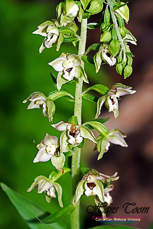 Helleborine Orchid