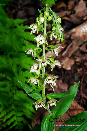 Helleborine Orchid