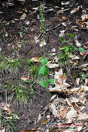 Helleborine Orchid