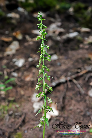 Helleborine Orchid