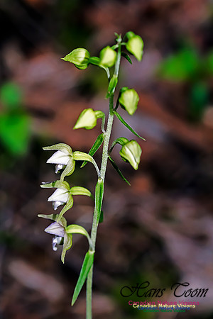 Helleborine Orchid