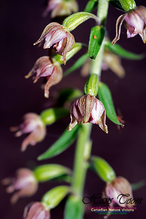 Helleborine Orchid