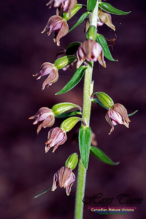 Helleborine Orchid