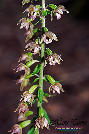 Helleborine Orchid