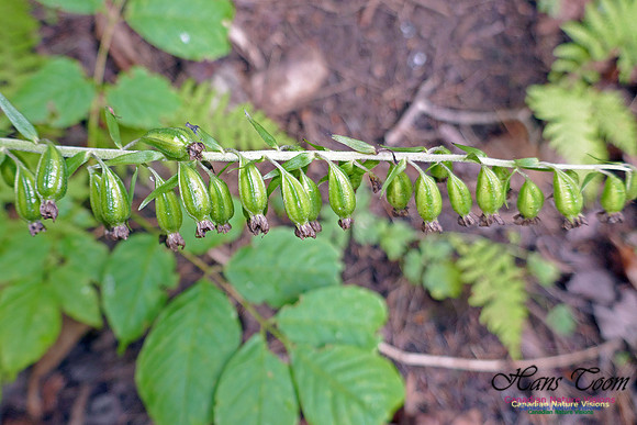 Helleborine Orchid 1