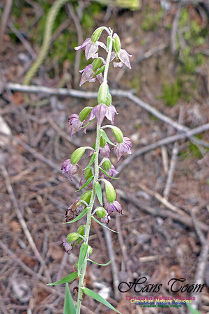 Helleborine Orchid 2