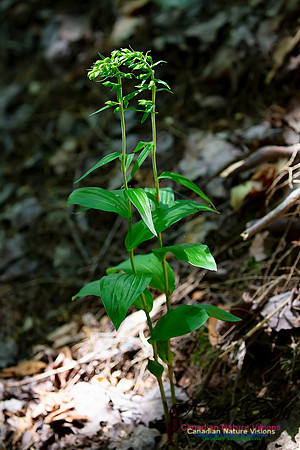 Helleborine Orchid 50