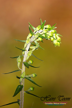 Helleborine Orchid 101