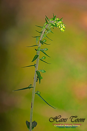Helleborine Orchid !00