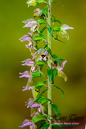 Helleborine Orchid 112