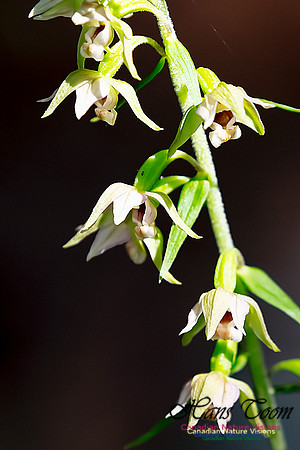 Helleborine Orchid 111