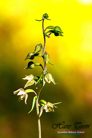 Helleborine Orchid 109