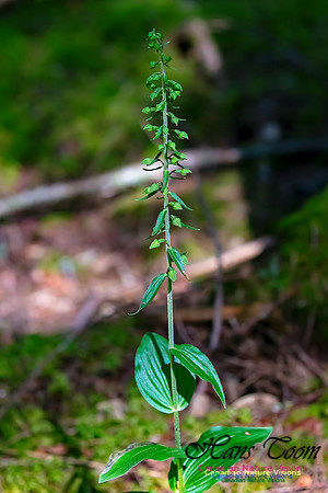 Helleborine Orchid 107