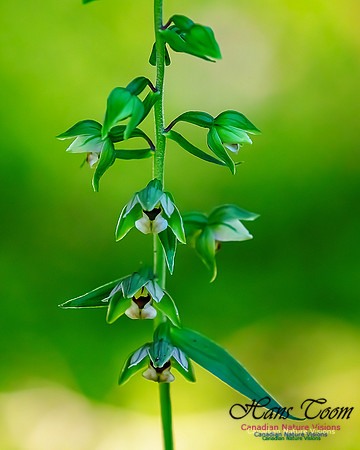 Helleborine Orchid 106