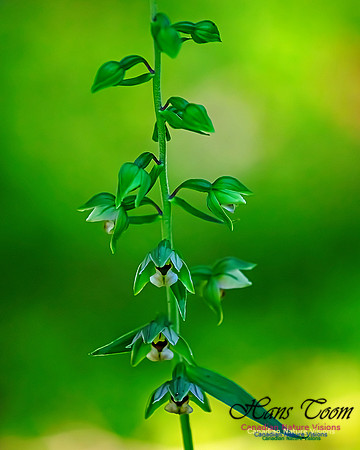Helleborine Orchid 105