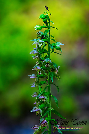 Helleborine Orchid 104