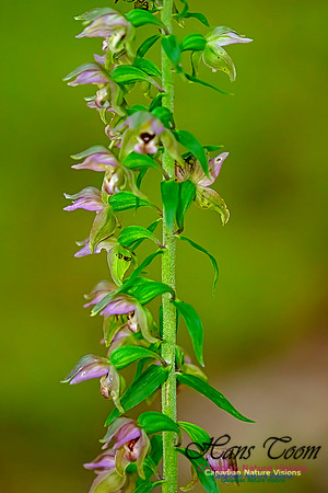 Helleborine Orchid 102