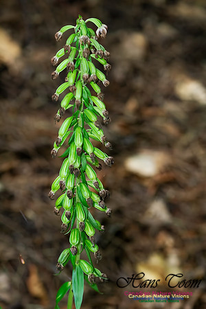 Helleborine Orchid 1000