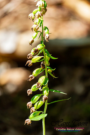Helleborine Orchid 1001