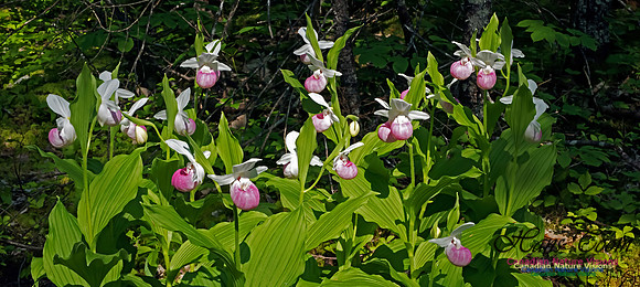 ShowyLadysSlipperOrchid1002