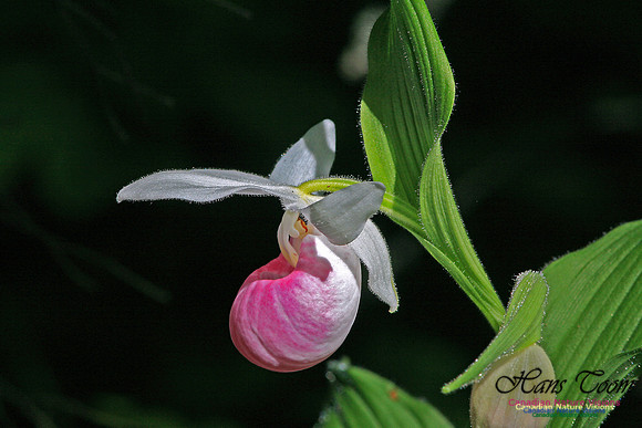 Showy Ladys Slipper Orchid