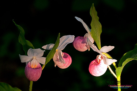 Showy Ladys Slipper Orchid