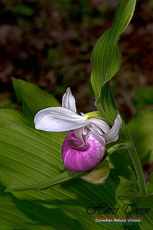 Showy Ladys Slipper Orchid
