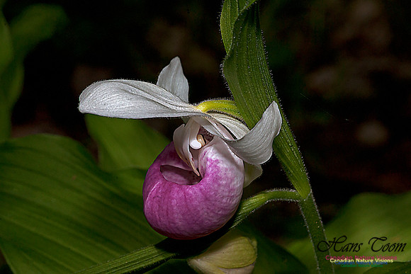 Showy Ladys Slipper Orchid