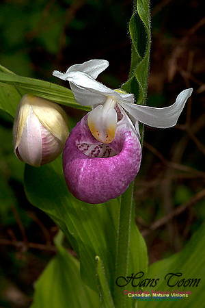 Showy Ladys Slipper Orchid
