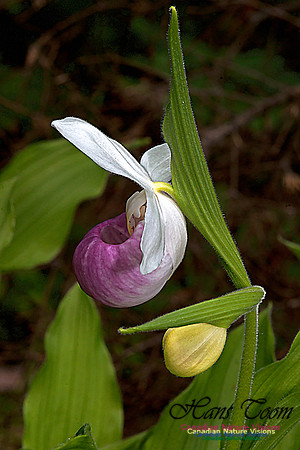 Showy Ladys Slipper Orchid