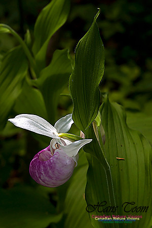 Showy Ladys Slipper Orchid