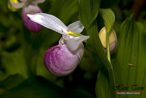Showy Ladys Slipper Orchid