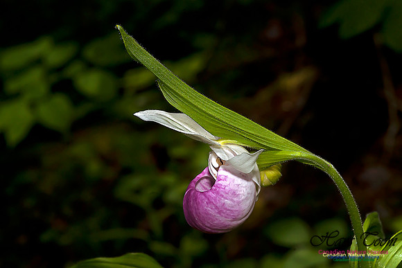 Showy Ladys Slipper Orchid