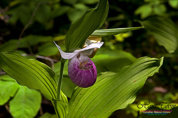 Showy Ladys Slipper Orchid