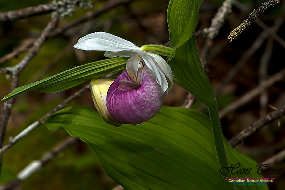 Showy Ladys Slipper Orchid