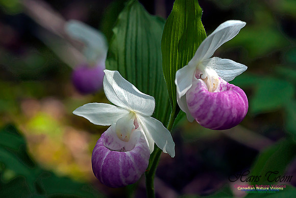 Showy Ladys Slipper Orchid