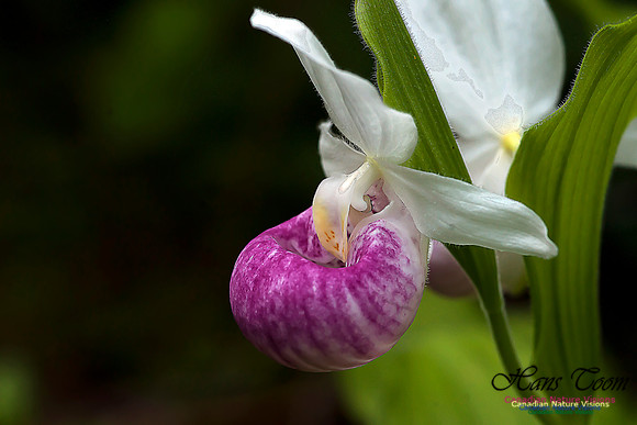 Showy Ladys Slipper Orchid