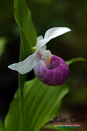 Showy Ladys Slipper Orchid