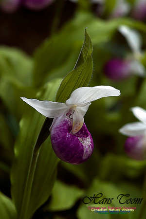 Showy Ladys Slipper Orchid