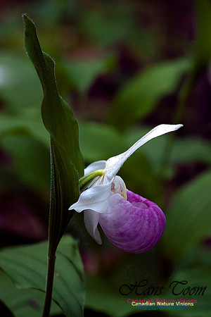 Showy Ladys Slipper Orchid